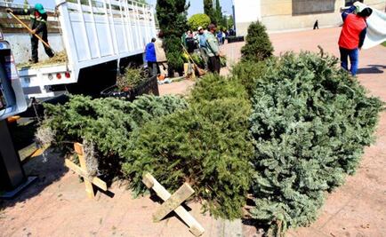Inicia acopio de árboles navideños en Tlaquepaque