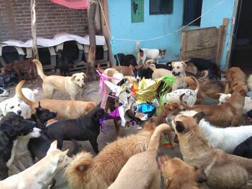 Hacen posada para perros callejeros en Hidalgo