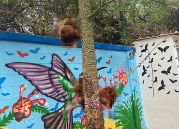 Empalan a tres gallinas en un árbol; vecinos piden a autoridades atender el caso