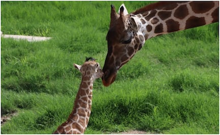 Lanzan convocatoria para que tamaulipecos elijan nombre de jirafa macho; nació en el zoológico Tamatán hace casi 3 meses
