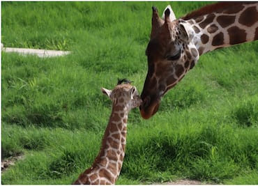 Lanzan convocatoria para que tamaulipecos elijan nombre de jirafa macho; nació en el zoológico Tamatán hace casi 3 meses