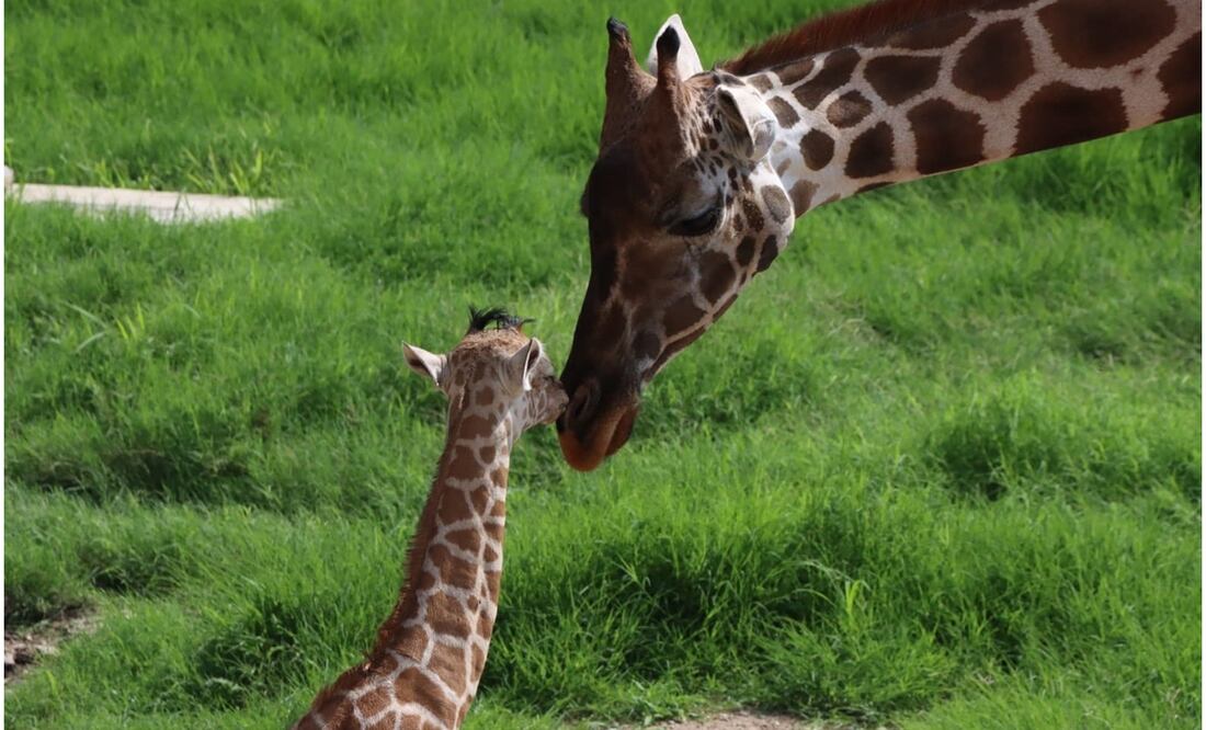 En Tamaulipas, la Comisión de Parques y Biodiversidad busca que los ciudadanos elijan nombre para la jirafa macho (1/10/2024). Foto: Especial