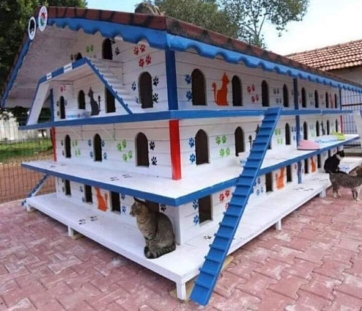 ¿Por qué Estambul es la ciudad de los gatos?