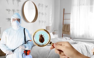 ¿Plagas en primavera?; 7 consejos urgentes para mantener tu casa limpia y libre de insectos desde hoy