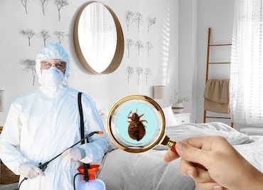 Las plagas que podrían invadir tu hogar en febrero; consejos para evitar su infestación