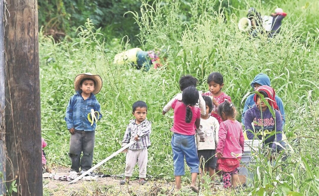 De los cerca de 400 niños jornaleros que se concentran en los campos de Coahuayana en temporada alta, sólo la mitad acude a clases tres horas al día, con maestros que no hablan su misma lengua. CARLOS ARRIETA
