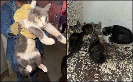 Militares y policías municipales catean domicilio por el delito de maltrato animal en Caborca, Sonora; rescatan a siete gatitos 