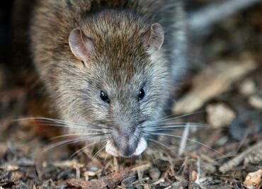 Nueva York anuncia plan de 32 mdd para combatir a las ratas