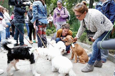 Animales de compañía, en espera de un nuevo hogar 