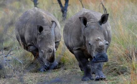 Los rinocerontes usan el estiércol como redes sociales