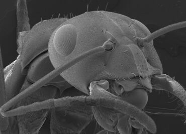 Así se relacionan bacterias y hormigas por una forma de vida compleja