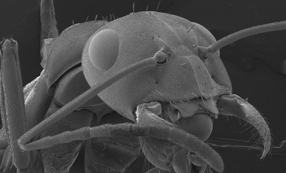 Foto: EFE/S.Gschmeissner, archivo