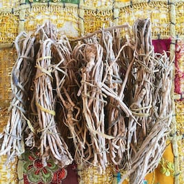 Descubre la raíz de oro y su poder analgésico 