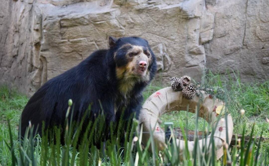 Foto: Especial/El Universal/"Carlos", oso de anteojos, nació en el Zoológico de Jersey, Reino Unido, el 11 de enero de 1993