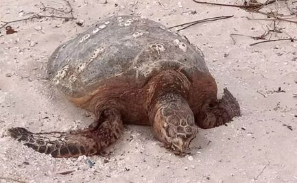 Urbanización amenaza a tortugas marinas; ponen en riesgo temporada de anidación en costas de Yucatán