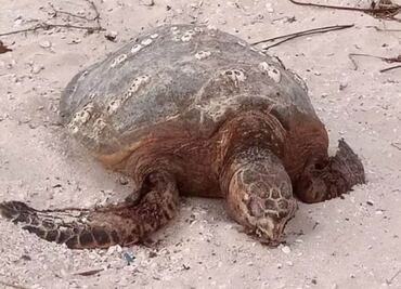 Urbanización amenaza a tortugas marinas; ponen en riesgo temporada de anidación en costas de Yucatán