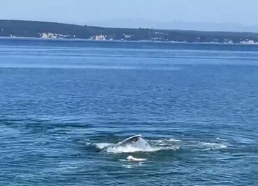Video. Perrito nada con una ballena frente a una costa de EU