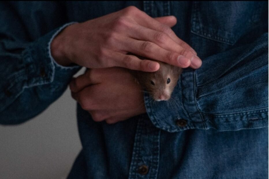 "Nadie me quitará a mi hámster para sacrificarlo": lanzan en Hong Kong misión de rescate tras medida por Covid