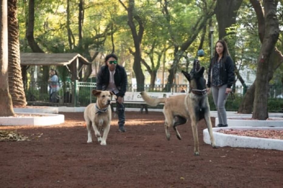 Parques y jardines que puedes visitar en la Roma-Condesa