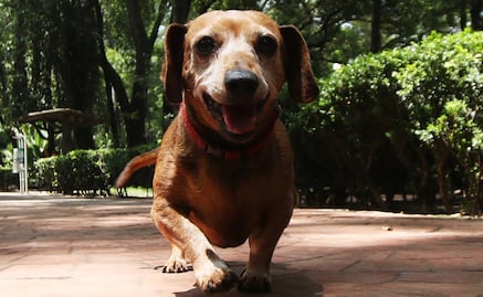 Protege a tu lomito del calor, aquí algunas recomendaciones