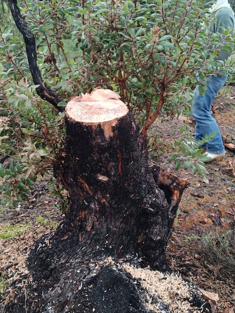Profepa sorprende a hombre talando árbol de madroño en Querétaro (09/07/2026). Foto: Especial