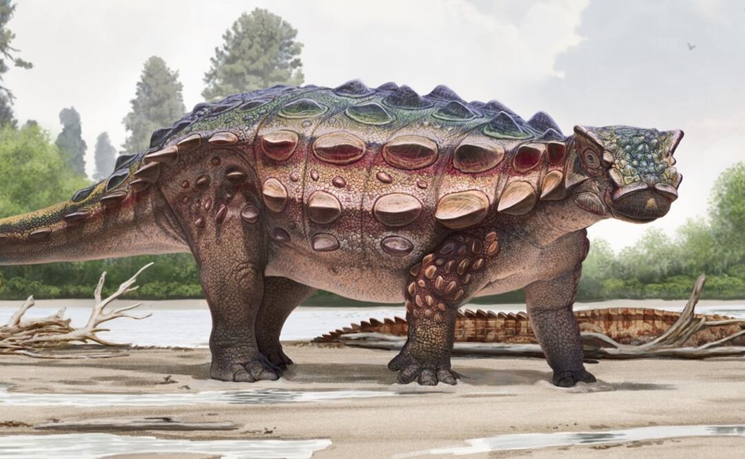 Reconstrucción del dinosaurio 'Akainacephalus johnsoni'. Foto: Andrey Atuchin and the Denver Museum of Nature & Science