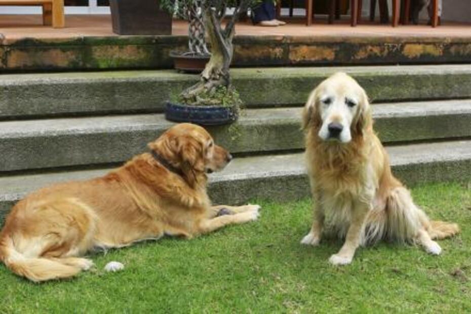 Margarita Zavala, la ex primera dama que quiere ser presidenta