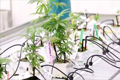 Canadá sigue a Uruguay al legalizar el consumo recreativo de marihuana