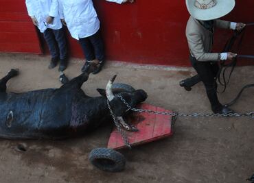 Comisión del Congreso recibe iniciativa ciudadana contra corridas de toros en CDMX; plantean prohibición de espectáculos con animales