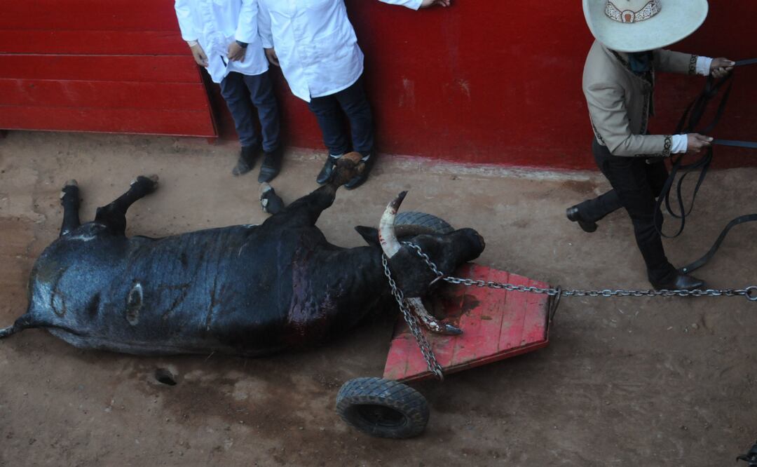 Un toro es retirado de la arena sin vida luego de la primera corrida en la Plaza de Toros. FOTO: DANIEL AUGUSTO /CUARTOSCURO.COM
