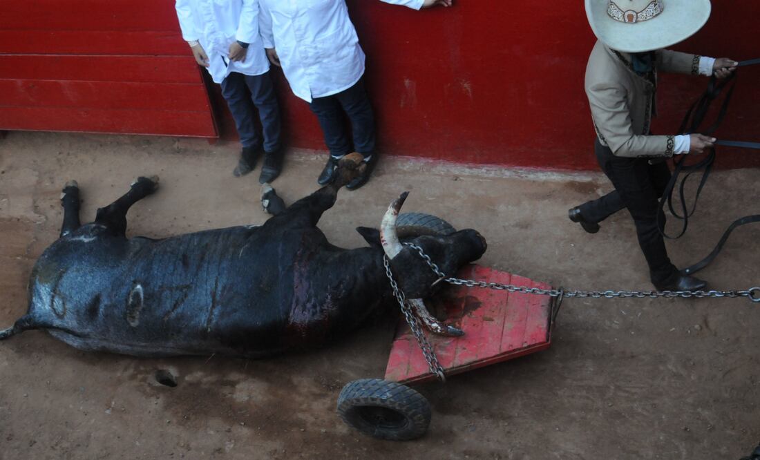 Un toro es retirado de la arena sin vida luego de la primera corrida en la Plaza de Toros. FOTO: DANIEL AUGUSTO /CUARTOSCURO.COM