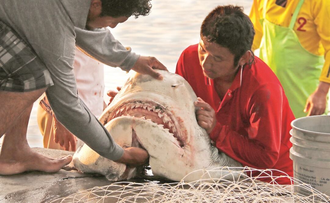 Foto: Archivo El Universal