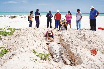 Realizan necropsia a manatí en playa