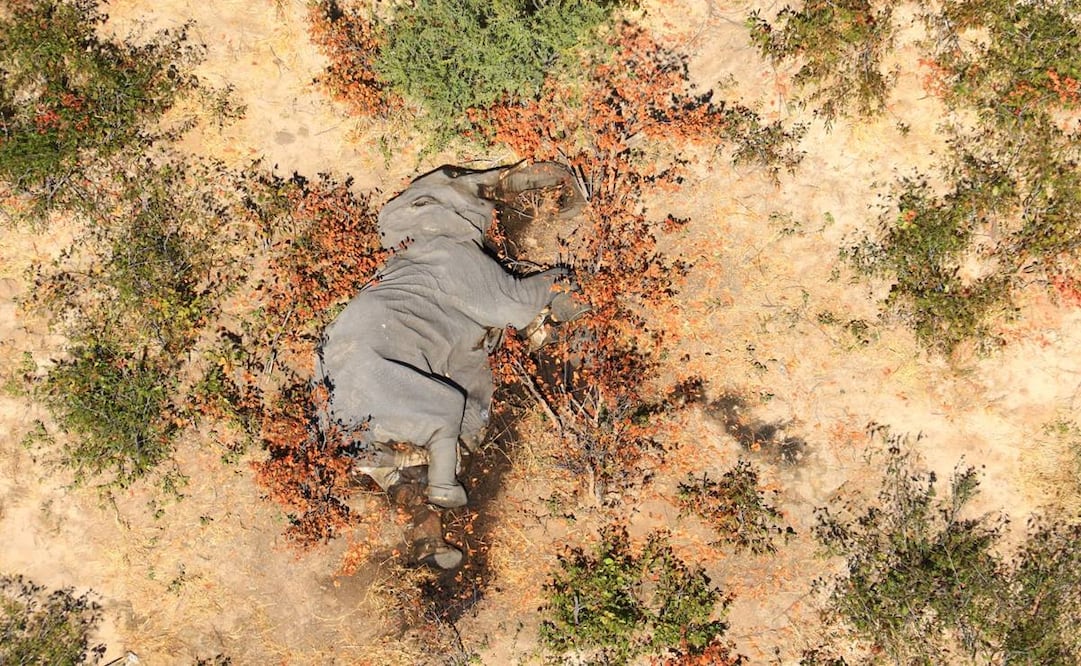 La causa del fallecimiento de los paquidermos se determinó tras meses de pruebas científicas  (Foto: AFP)