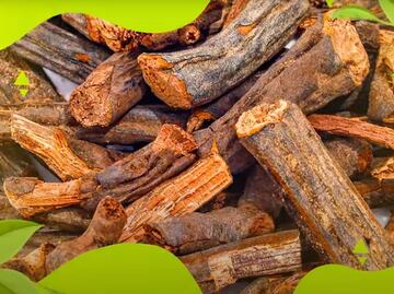 Qué es el cuachalalate y cuándo consumirlo