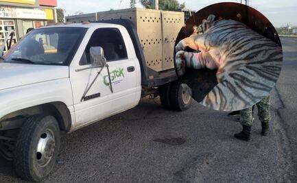 Rescatan a dos tigres blancos de bengala tras cateo a finca de Culiacán; son llevados al Santuario Natural Ostok