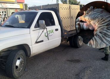 Rescatan a dos tigres blancos de bengala tras cateo a finca de Culiacán; son llevados al Santuario Natural Ostok
