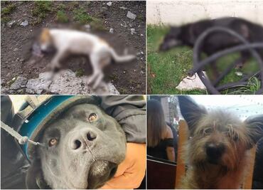 Denuncian muerte de 15 perros en Almoloya de Juárez, Edomex; presuntamente fueron envenenados