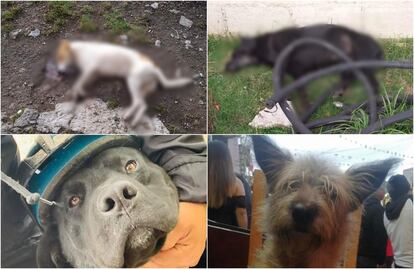 Denuncian muerte de 15 perros en Almoloya de Juárez, Edomex; presuntamente fueron envenenados