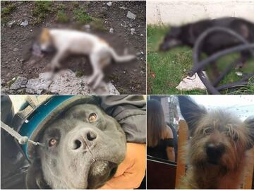 Denuncian muerte de 15 perros en Almoloya de Juárez, Edomex; presuntamente fueron envenenados