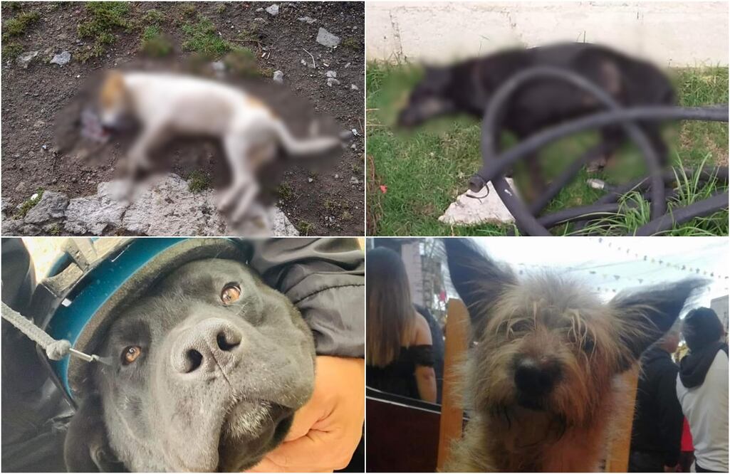 FOTO. Especial/ EL UNIVERSAL/