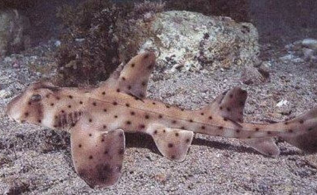 (Foto: Facebook San Antonio Aquarium)