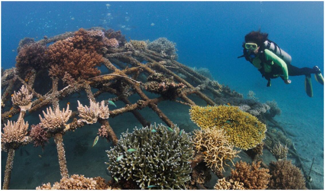 El programa Minecraft Coral Crafters consiste en anclar en el fondo del mar estructuras de acero con tecnología Biorock, que estimula con corrientes eléctricas de bajo voltaje el agua que rodea la estructura