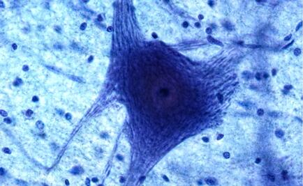 Ensayan en laboratorio la producción de neuronas