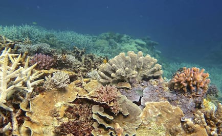 Corales podrían "entrenarse" para sobrevivir al cambio climático