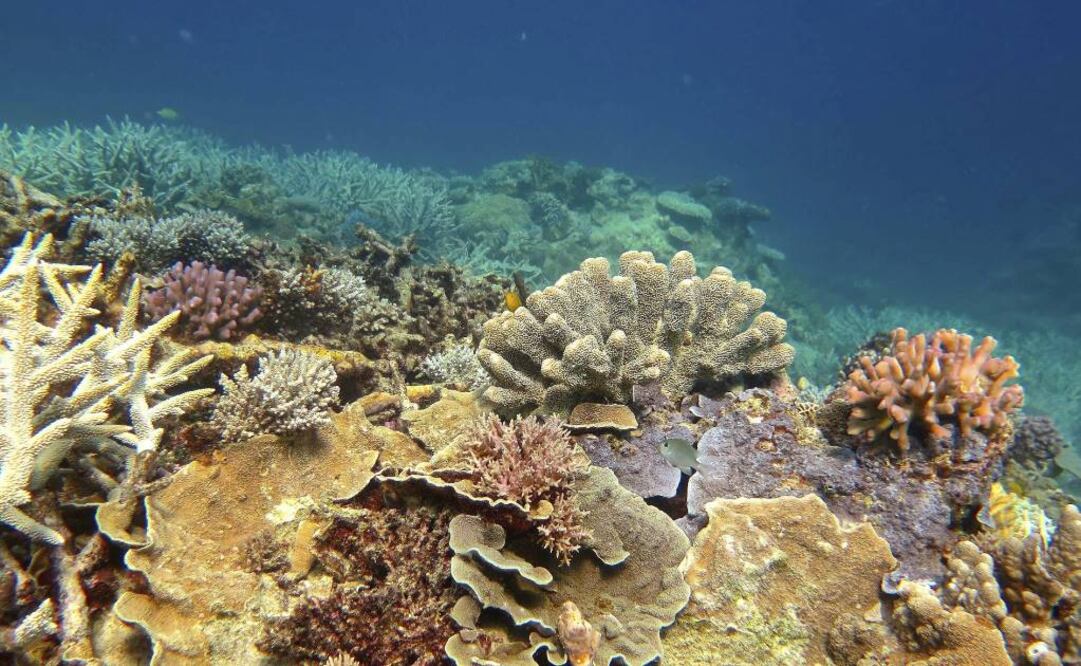 Según una investigación, los corales podrían mejorar su resistencia térmica FOTO: ARCHIVO