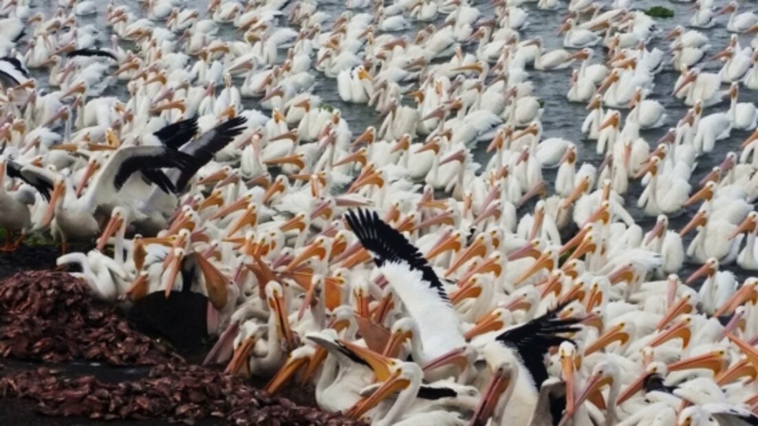 Pelícanos borregones: espectáculo de la naturaleza en Michoacán