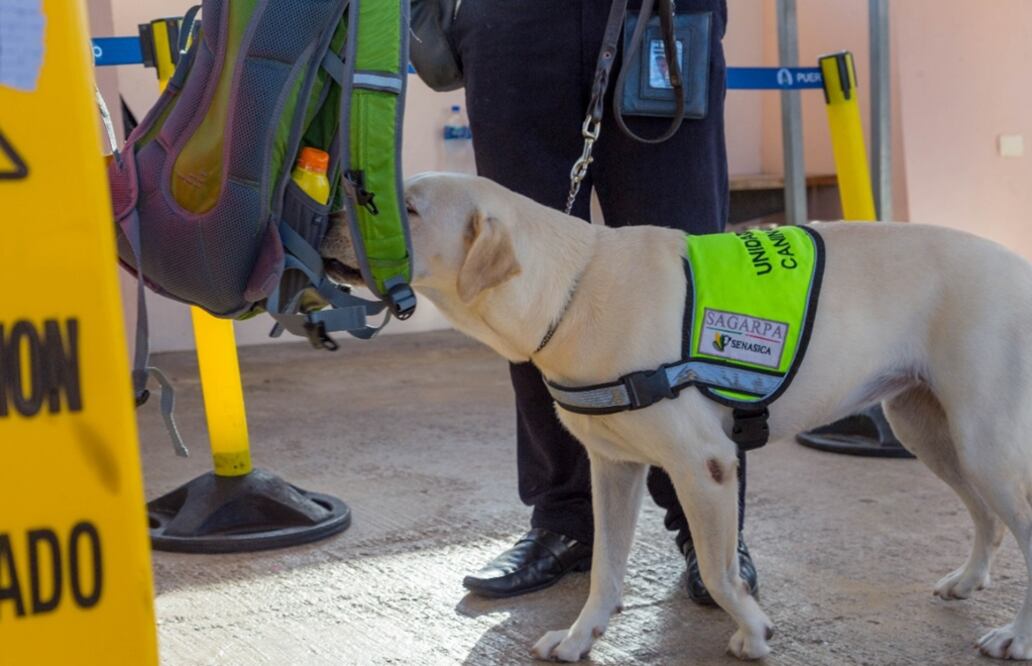 La Sagarpa tiene desplegados 107 perros activos en aeropuertos, puertos y fronteras. Foto: Especial