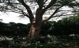 Declaran Patrimonio Natural a otros dos ahuehuetes de CDMX; estarán protegidos por la Sedema