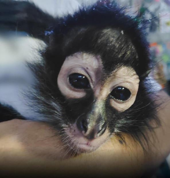 Rescatan a mono araña que era mascota de una iglesia en Colima (13/08/2026). Foto: Especial
